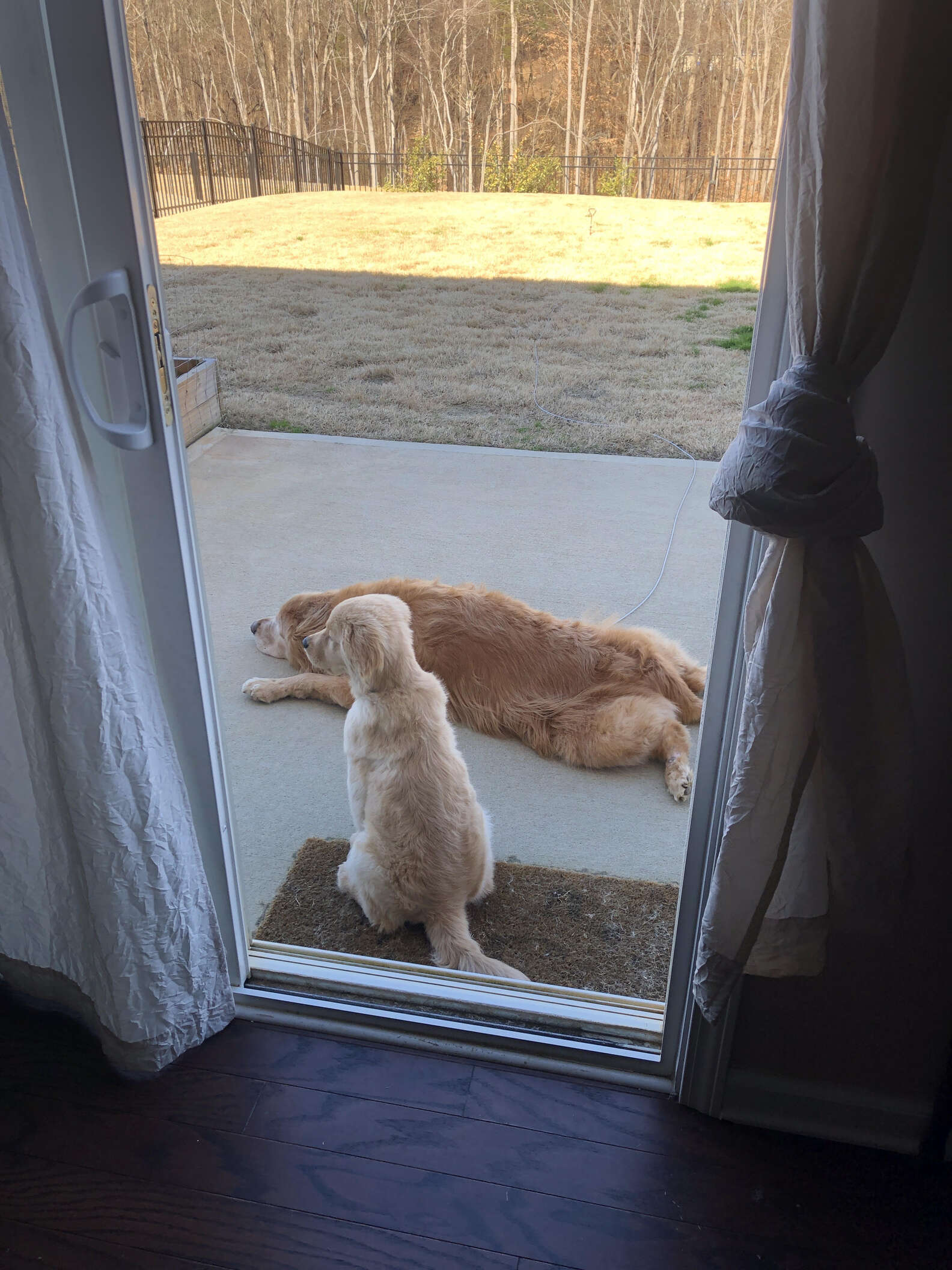 Blind Senior Dog Finds A Puppy Friend To Show Him The Way - The Dodo