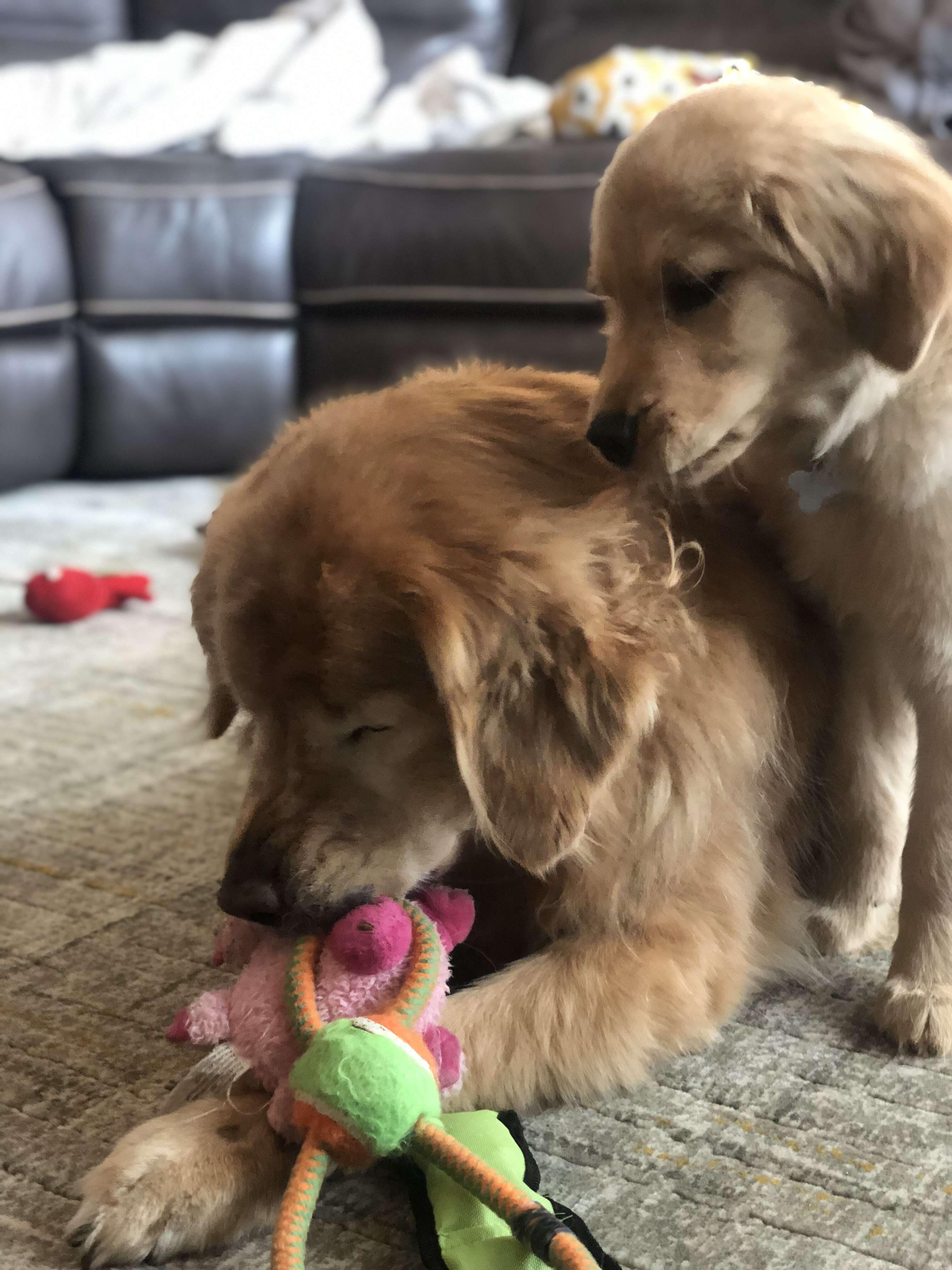 Blind Senior Dog Finds A Puppy Friend To Show Him The Way - The Dodo