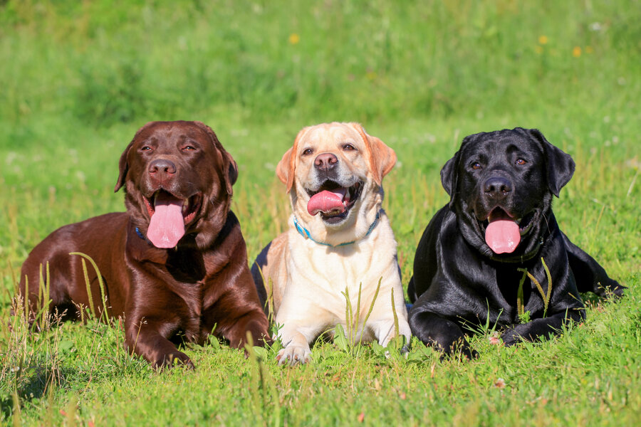 Most popular dog in the sale world 2019