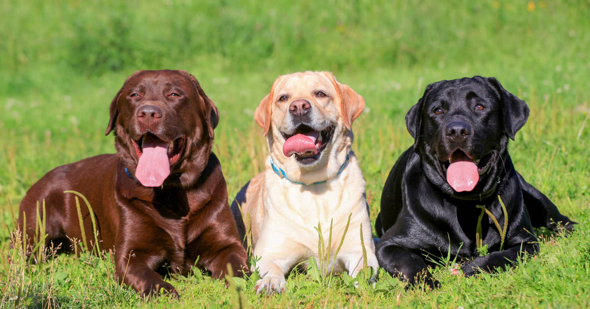 what is the most popular dog breeds in the united states