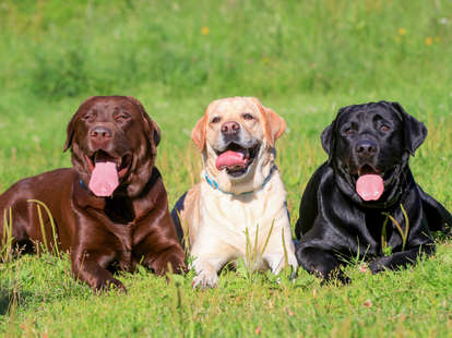 which is the best dog breed in the world