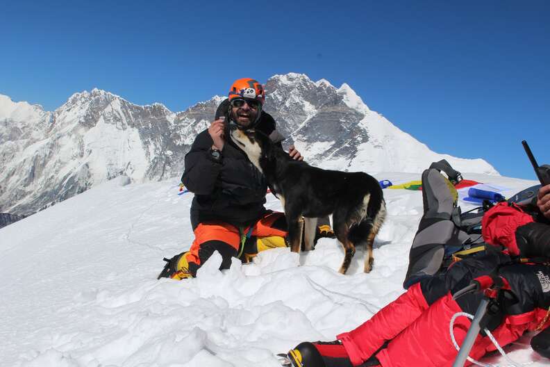 climbing dog