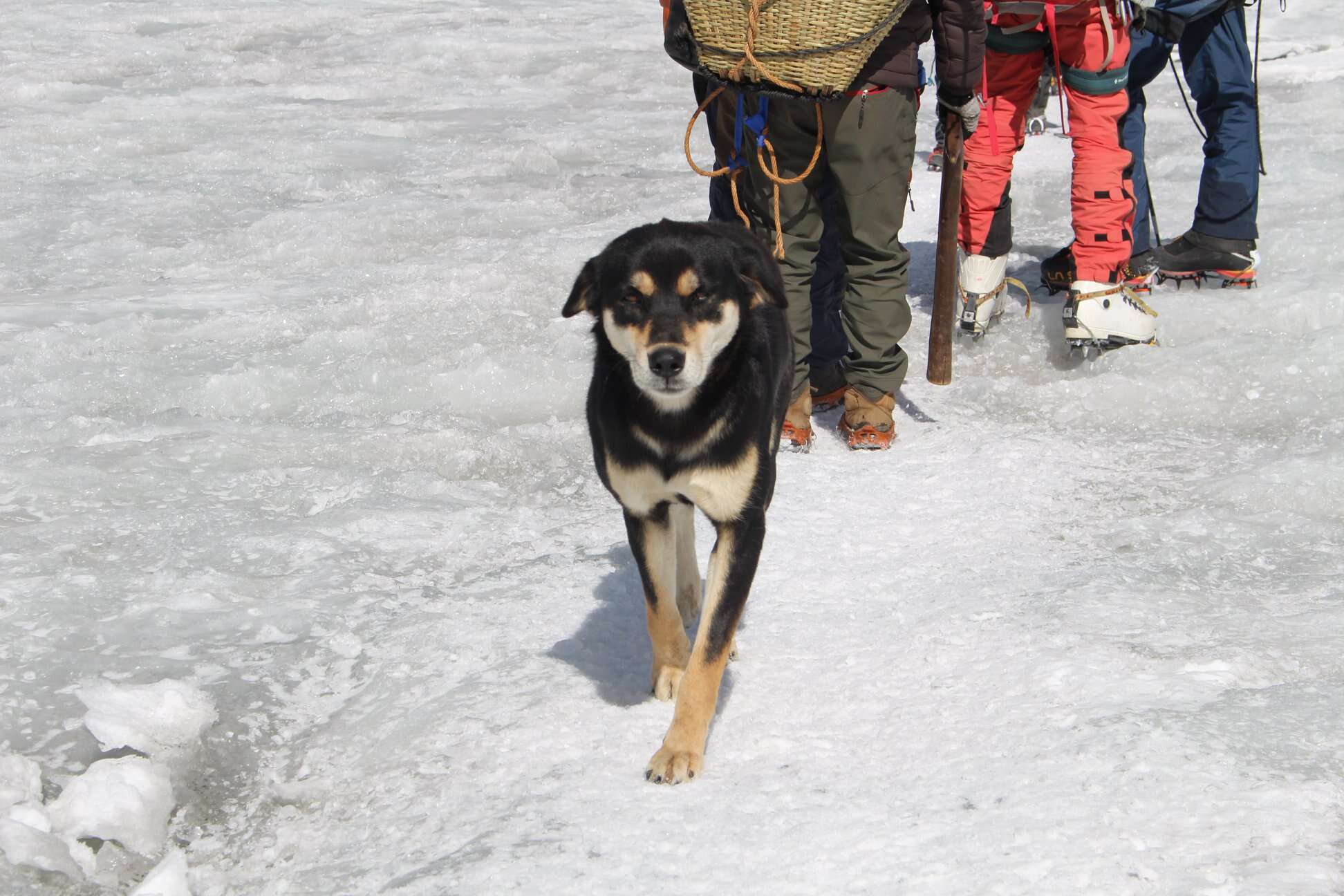 climbing dog