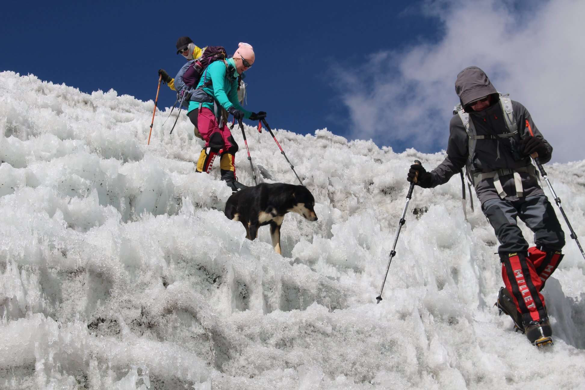 climbing dog