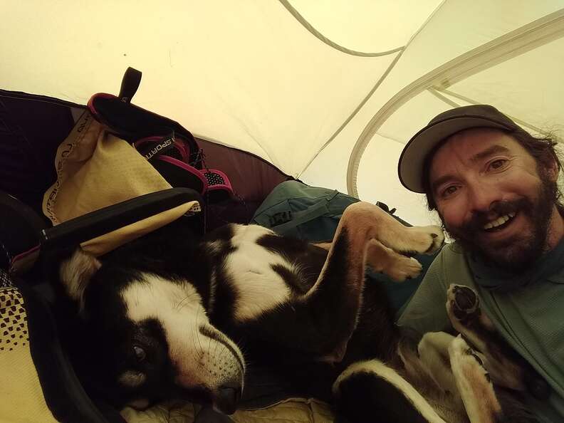 climbing dog