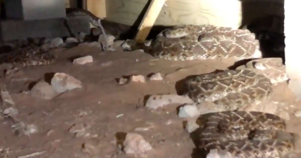 Snake Catcher Discovers 45 Rattlesnakes Under House in Texas Thrillist
