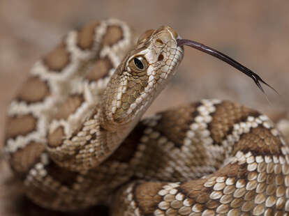 Snake Catcher Discovers 45 Rattlesnakes Under House in Texas - Thrillist