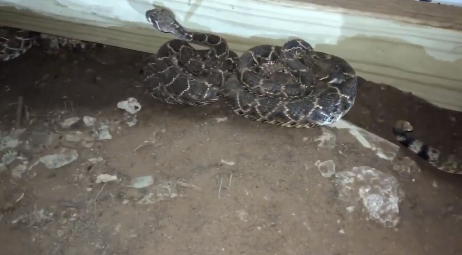 Man Finds 45 Snakes Under His House The Dodo