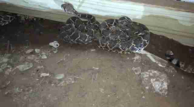 under snakes finds rattlesnakes found