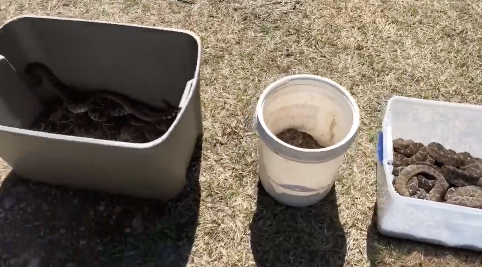 Man Finds 45 Snakes Under His House The Dodo