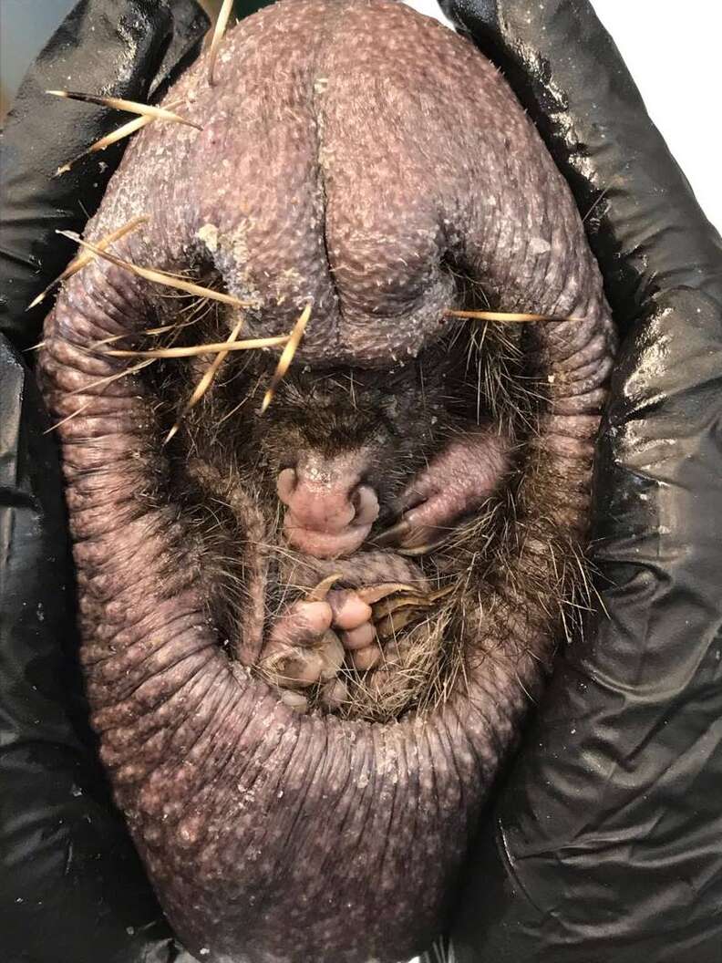 Bald Hedgehog Looks Completely Different After Massages - The Dodo