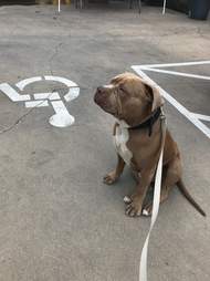 lost dog gets photoshoot