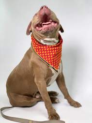 lost dog gets photoshoot