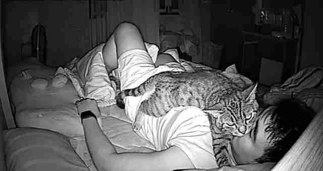 Guy Sets Up Hidden Camera To See What His Cat Does While ...