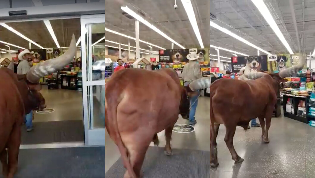 Petco Steer Texas Couple Brings 1 600 Pound Steer to Local Pet