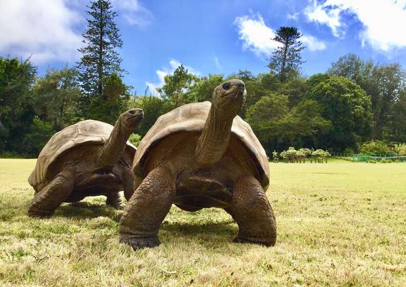 tortoise