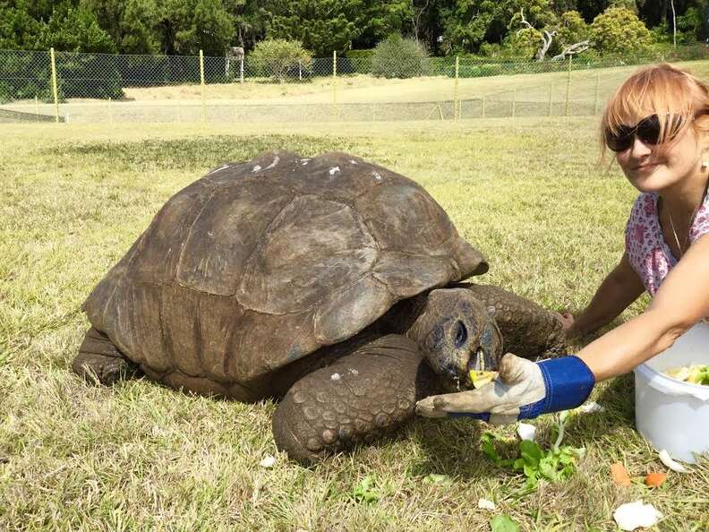 tortoise jonathan