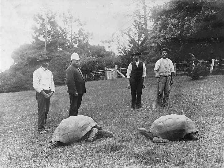 tortoise jonathan