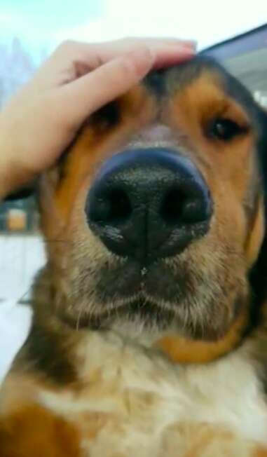 Jake gets pets from his neighbor through the fence window