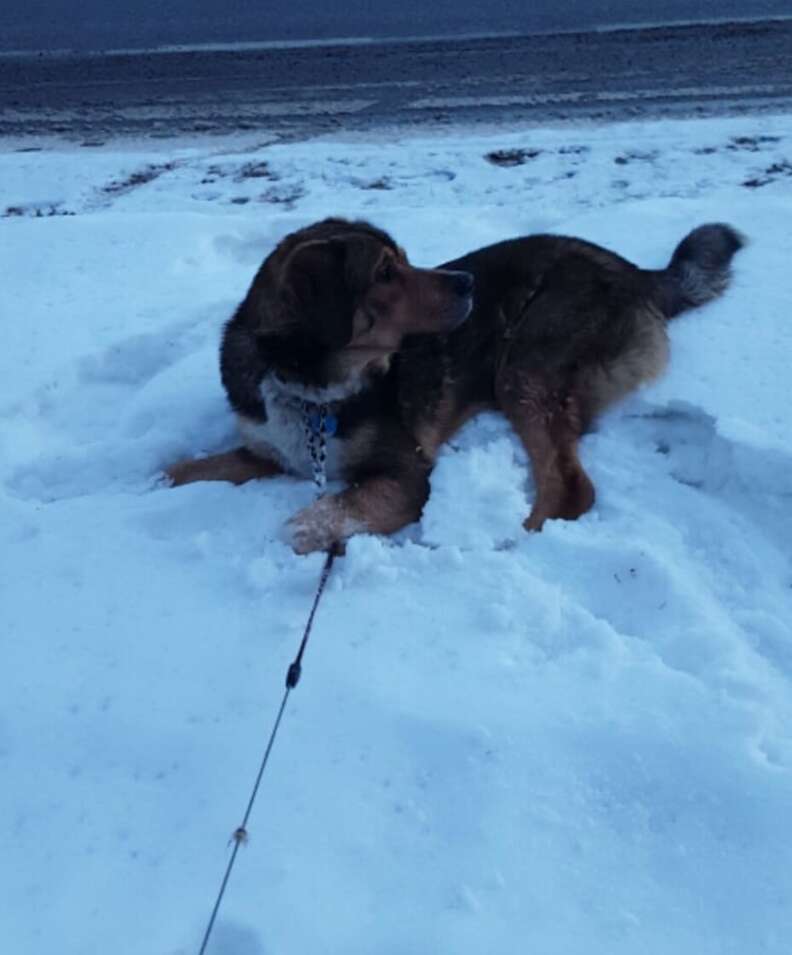 A Great Pyrenees and Bernese Mountain Dog puppy named Jake