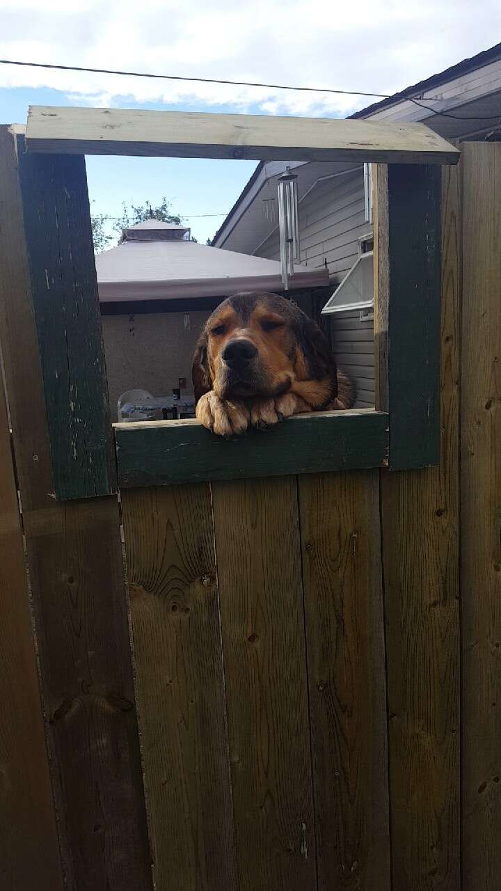 Jake the dog waits for pets at his fence window