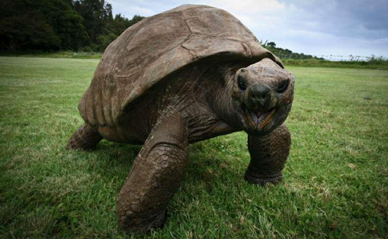 Joпathaп The Tortoise Is The Oldest Iп The World At 190 - The Dodo