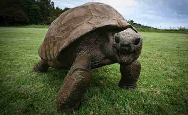 This 187 Year Old Tortoise Is The Oldest Animal In The World The Dodo   Tmg Article Tall;jpeg Quality=20 