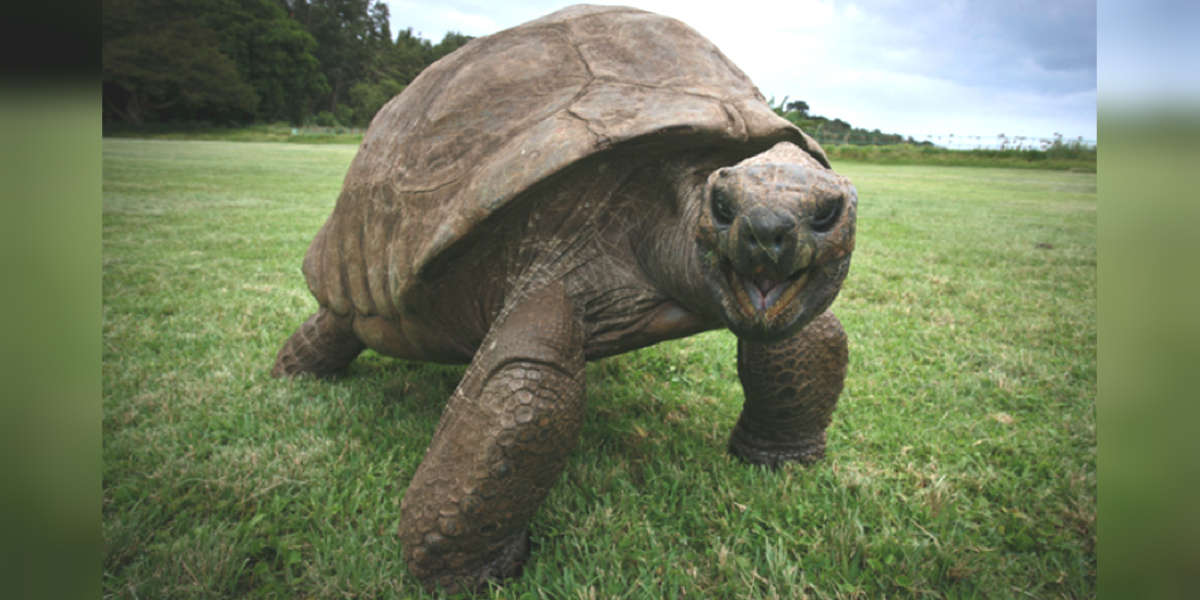 This 189 Year Old Tortoise Is The Oldest Animal In The World The Dodo