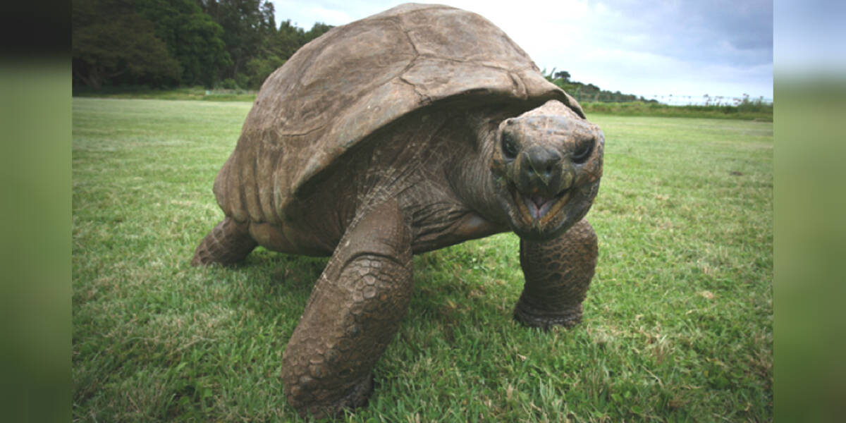 Jonathan The Tortoise Is The Oldest In The World At 190 - The Dodo