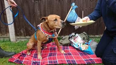 dog needs a home