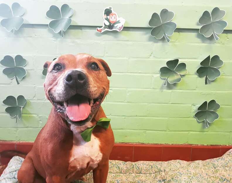 dog needs a home