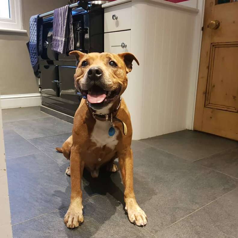 dog needs a home