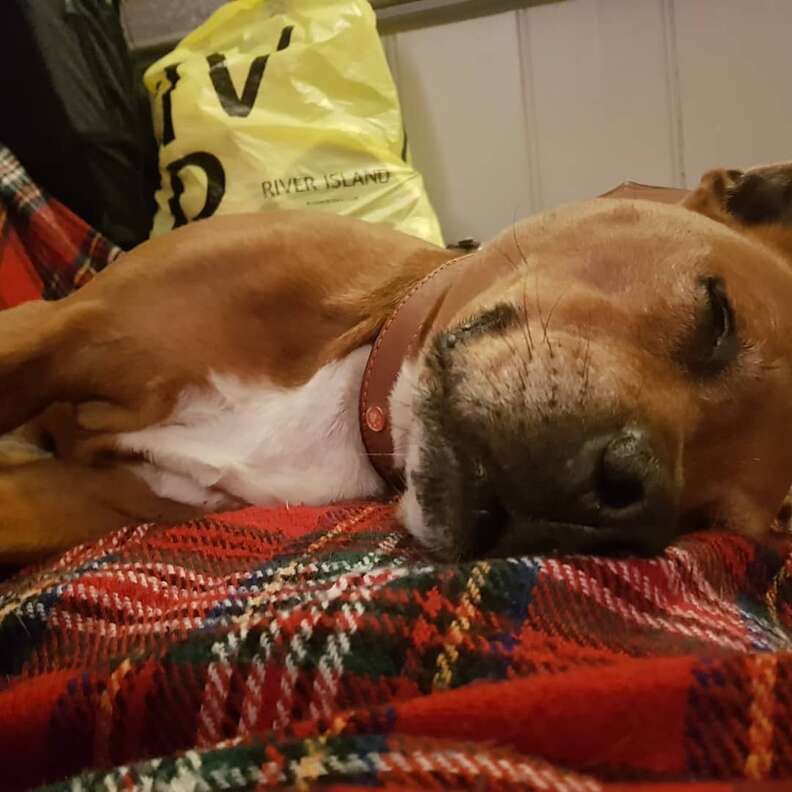 dog needs a home