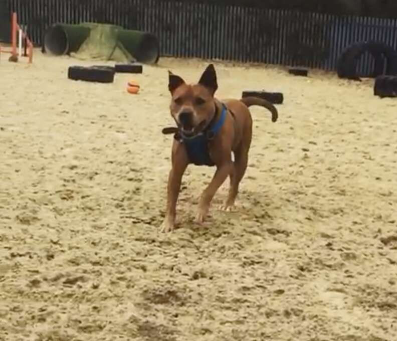 dog needs a home