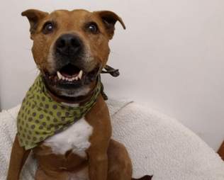 dog needs a home