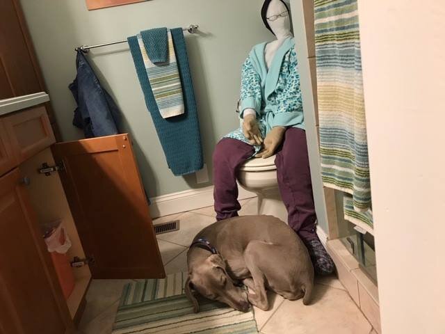 stuffed animal for dogs with separation anxiety