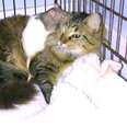 Rescue cat snuggling a rat