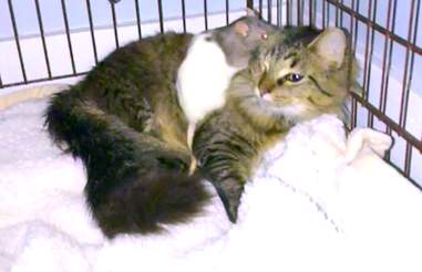 Rescue Cat Gets Caught Sneaking Off To Snuggle Pet Rat The Dodo