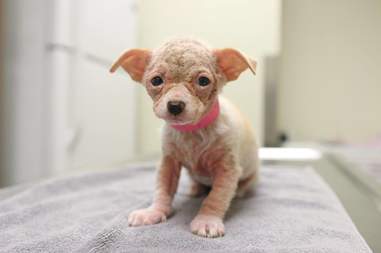 bald rescue puppy