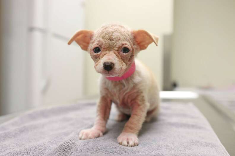 bald rescue puppy