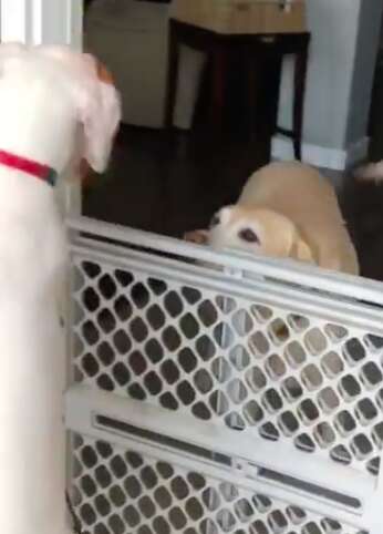 Dog is so happy to see her friend again