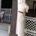 Dog Is So Excited To See Best Friends She Moved Away From