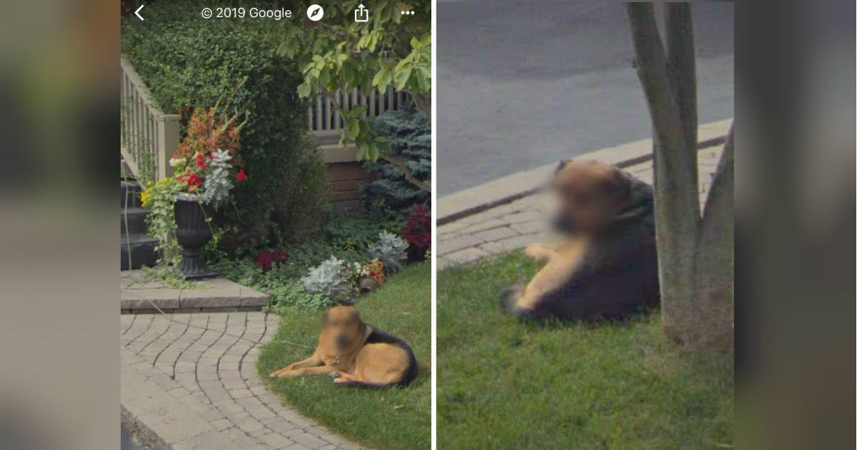 Dog on deals google street view