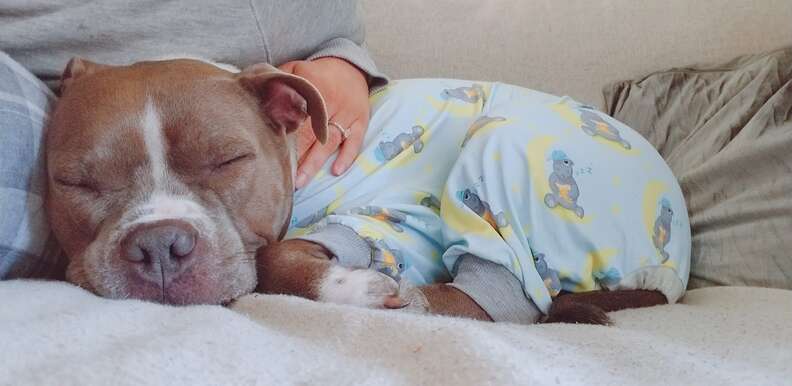 pit bull wedding dress