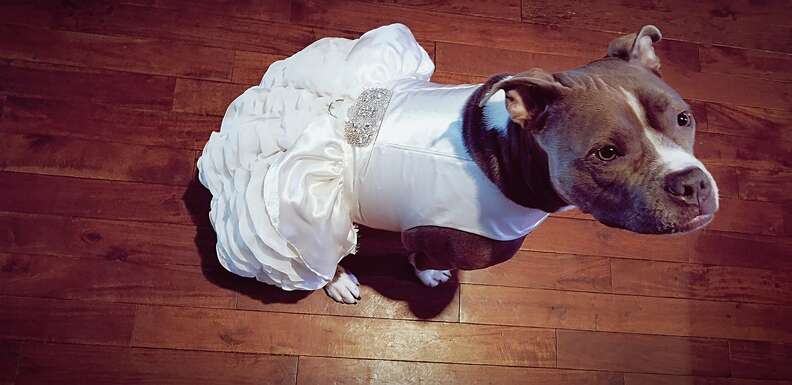 Woman Buys Her Pit Bull Special Wedding Dress The Dodo