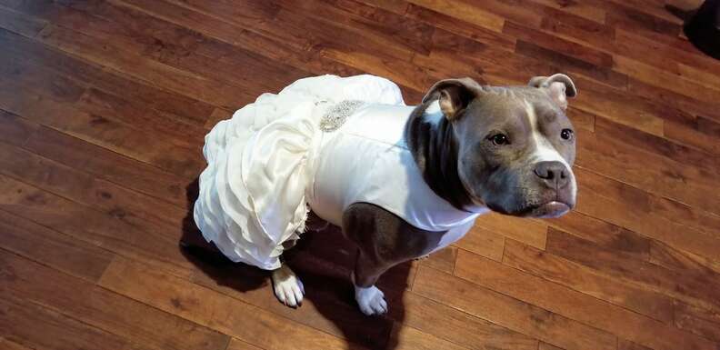 pit bull wedding dress