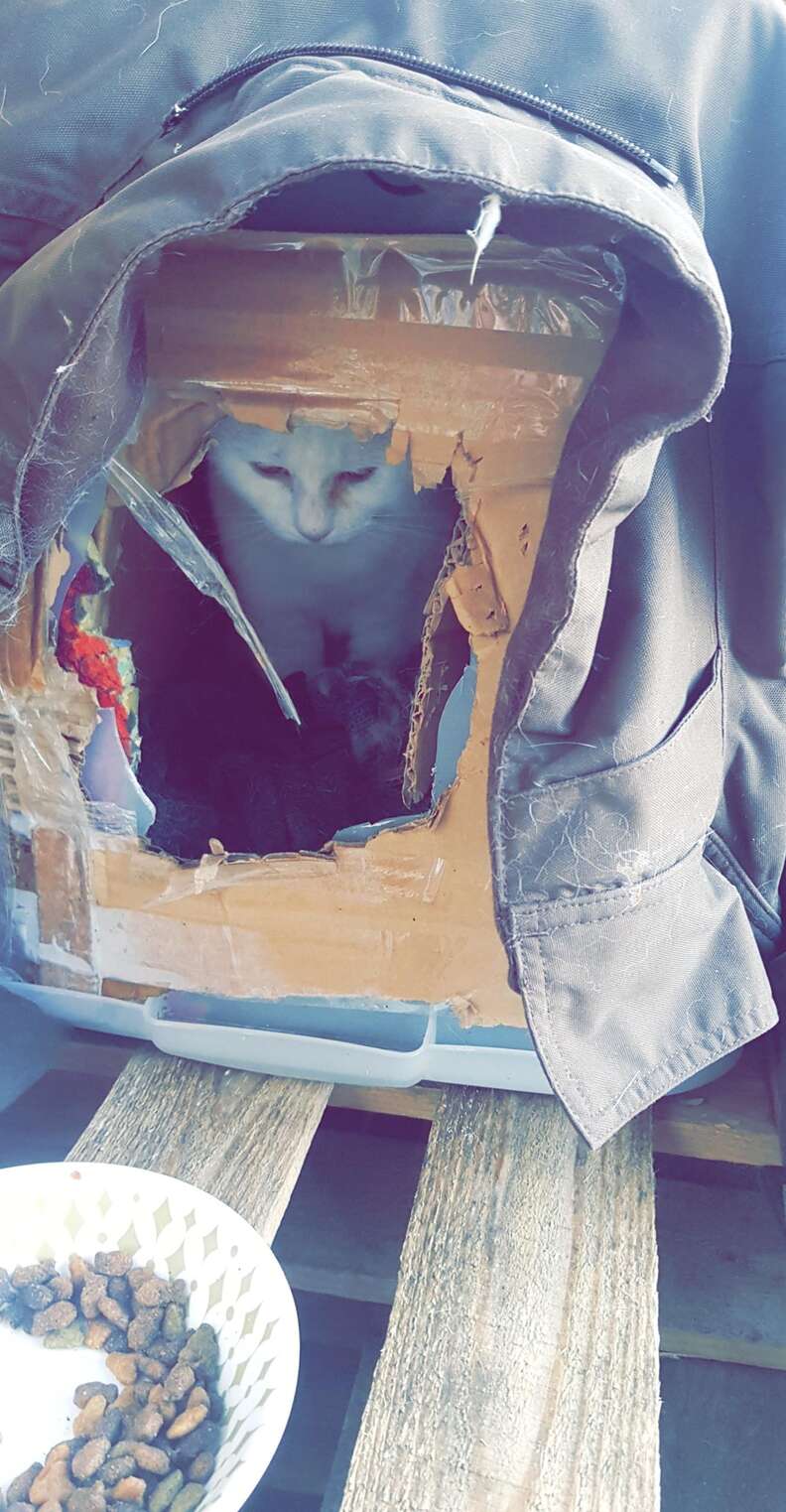 cat found in cardboard box