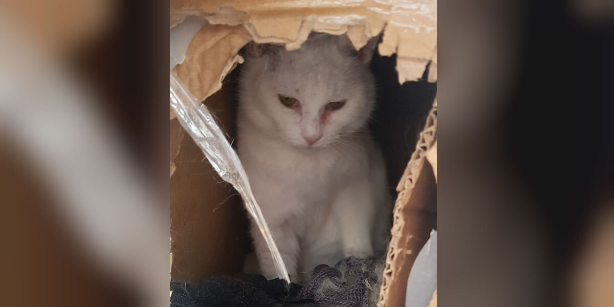 Cat Rescued From Cardboard Box Has The Best Life Now - The Dodo