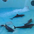 Captive dolphin tank cleaning