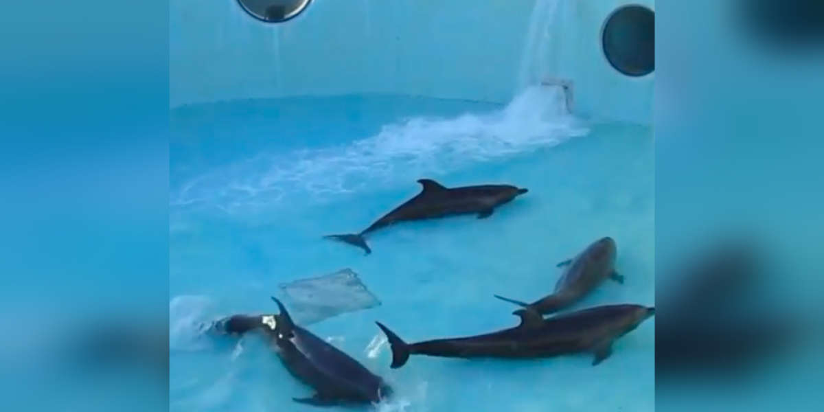 Video Shows Dolphins Trying To Swim During Aquarium's Tank Cleaning